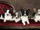 cztery, psy, Welsh corgi cardigan