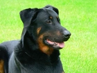 Pysk, Owczarka francuskiego Beaucerona