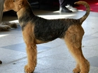 Airedale Terrier