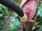 Arum Cornutum