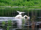 Łabędzie, Jezioro, Trzcina