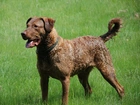 Piękny, duży, Chesapeake Bay retriever