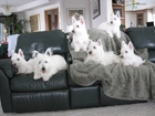 sześć, West Highland White Terrier, czarna, kanapa
