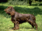 Field spaniel, brązowe, umaszczenie