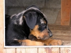 Słodki, szczeniak, Beauceron