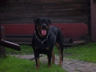 Rottweiler, Obroża