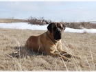 Mastif angielski, Mastiff, łąka