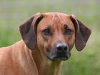 głowa, Rhodesian ridgeback