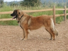 Leonberger, drewniane, ogrodzenie