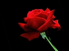 Czerwona Róża