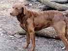 Chesapeake Bay retriever