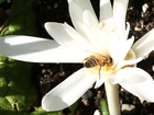 Biały, Zimowit, Pszczoła