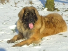 Leonberger