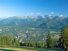 Zakopane, góry, Drzewa