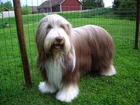 Zadbany, Bearded collie