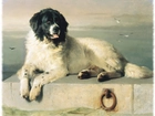 Landseer, mewy