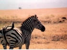 Zebra, sawanna, trawy