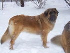 Leonberger, śnieg