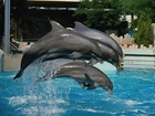 Delfiny, stado, woda, basen