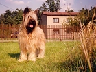 Owczarek francuski Briard