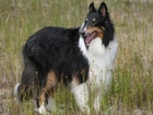 Czarno-biały, Collie