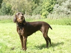 Pudel Pointer, trawa