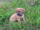 słodki, szceniak, Rhodesian ridgeback, trawa