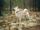 Norsk Buhund, las