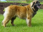 Leonberger, soczysta, trawa