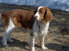 Springer spaniel walijski, rudo-białe, umaszczenie