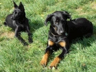 Beauceron