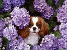 King Charles Spaniel, fioletowe, kwiatki