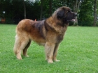 Leonberger, zielona, trawa