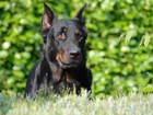 Głowa, Owczarka francuskiego Beaucerona