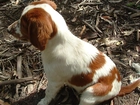 szczeniak, Springer spaniel walijski