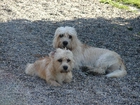 Dandie Dinmont Terrier, kamyki