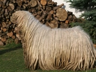 Komondor, drewno