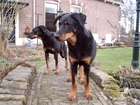 Beaucerony