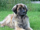 śliczny, Leonberger