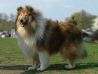 Długowłosy, Collie