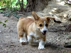 rudy, Welsh corgi pembroke