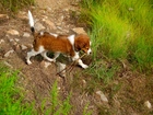 mokry, szczeniak, Płochacz holenderski, Kooikerhondje