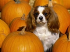 King Charles Spaniel, dynie