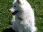 postawione, uszy, Samojed