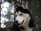 postawione, uszy, Siberian Husky