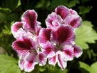 Pelargonia, różowa, angielska