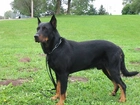 Owczarek francuski Beauceron, trawa