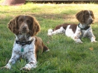 dwa, leżące, Springer spaniel angielski