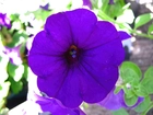 Petunia ogrodowa