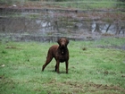 Mokry, Chesapeake Bay retriever